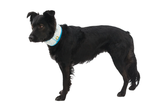 Swamp Cooler™ Cooling Neck Gaiter
